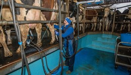 Dairy cow milking: milking routines 